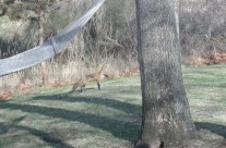 Fox on the Lawn