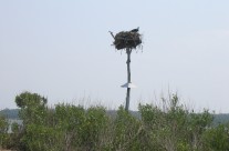 Osprey Nest on Beach