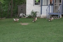 Geese and Goslings on Lawn in front of Old House
