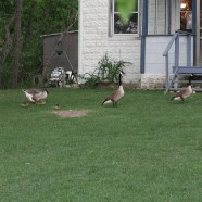 Geese and Goslings on Lawn in front of Old House